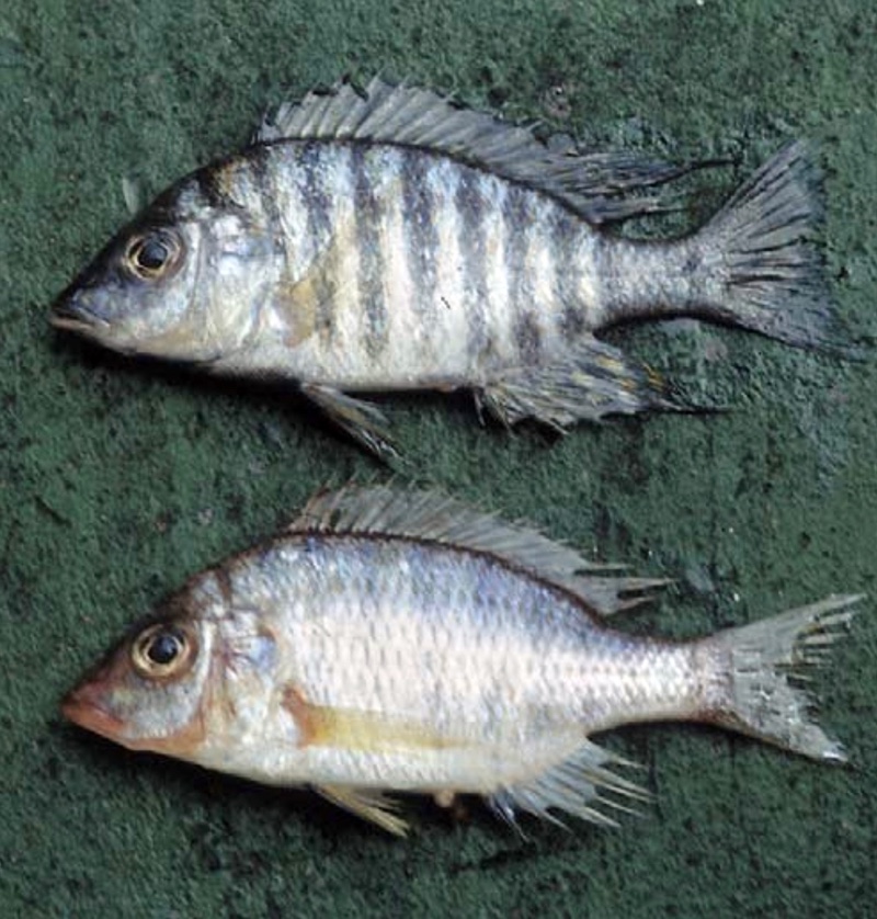 Lethrinops sp. 'matumbae' South East Arm